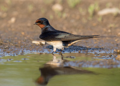 Barn Swallow  Bulgaria