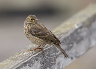 Rock Pipit    Isle of May,Scotland