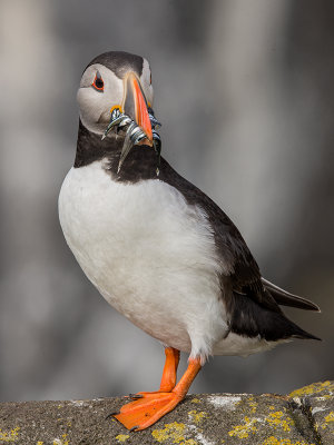 Atlantic Puffin    Scotland