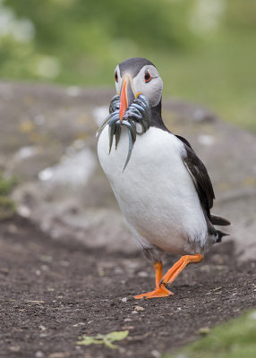 Atlantic Puffin    Scotland