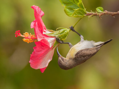 Sunbird,Purple-rumped