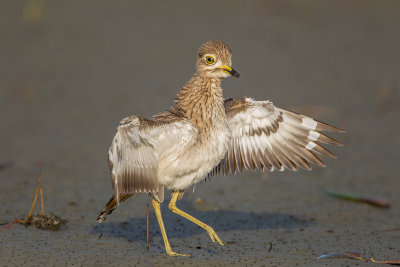 Thicknee,Senegal