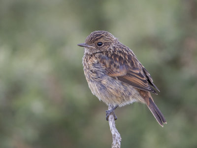 Stonechat  LLandudno