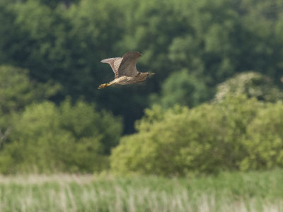 Bittern   Minsmere,England