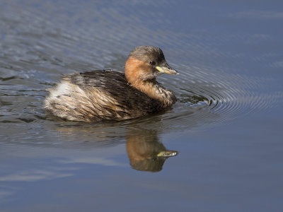 Little Grebe   Wales