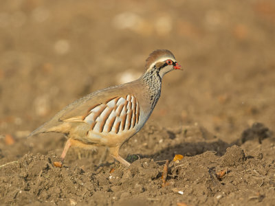 Red-legged Partridge   Cambridgeshire,England