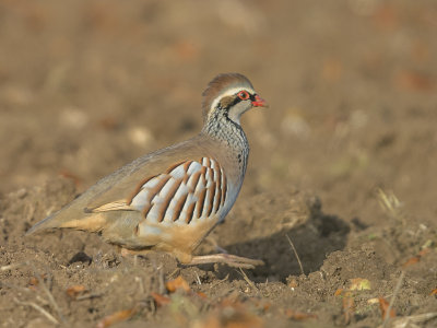 Red-legged Partridge   Cambridgeshire,England