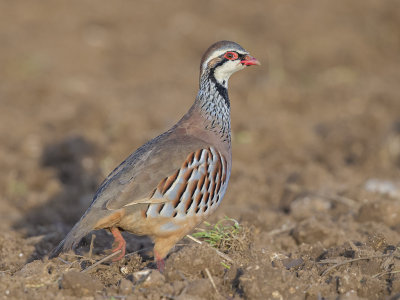 Partridge,Red-legged 