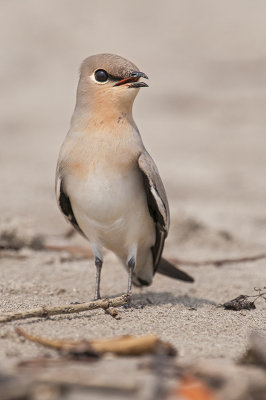 Small Pratincole   Goa,India