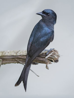  White Bellied Drongo    Sri Lanka 