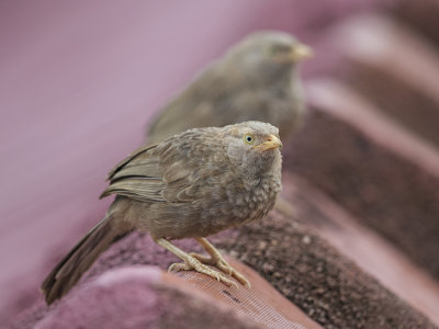 Yellow-billed Babbler  Sri Lanka