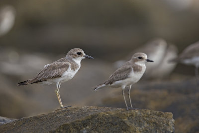 Greater Sand Plover   Sri Lanka