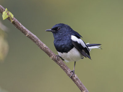 Robin,Oriental Magpie