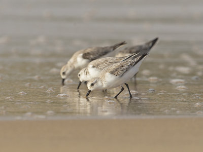 Sanderling  Sri Lanka 