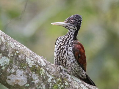 Greater Flameback    Sri Lanka