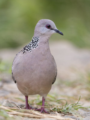 Spotted Dove   Sri Lanka