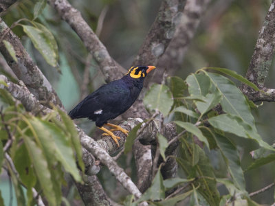 Mynah,Southern Hill 