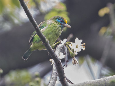 Yellow-fronted Barbet    Sri Lanka