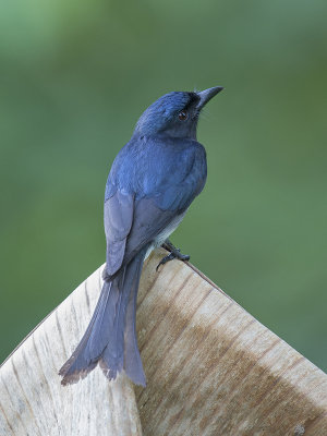  White Bellied Drongo    Sri Lanka 