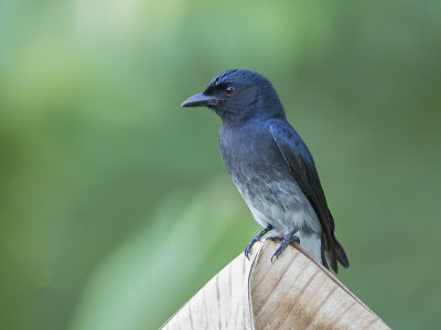  White Bellied Drongo    Sri Lanka 