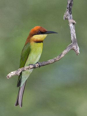 Chestnut-headed Bee-eater     Sri Lanka