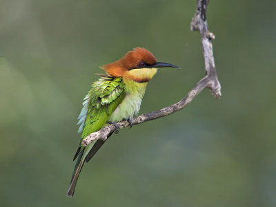 Chestnut-headed Bee-eater     Sri Lanka