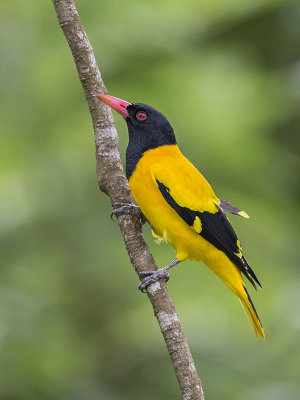 Black-hooded Oriole   Sri Lanka