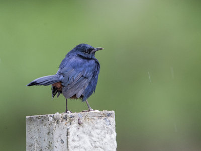 Indian Robin     Sri Lanka