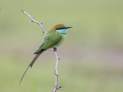 Bee-eater, Little Green 
