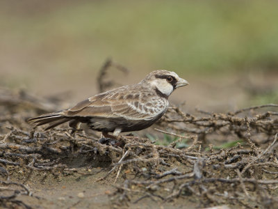 Ashy-crowned Sparrow-Lark    Sri Lanka
