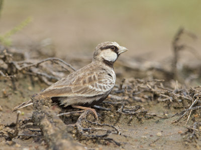 Ashy-crowned Sparrow-Lark    Sri Lanka