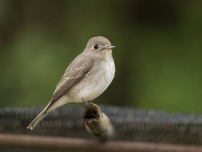 Asian Brown Flycatcher   Sri Lanka