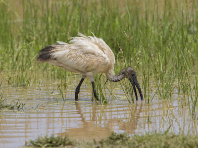 Black-headed Ibis  Sri Lanka