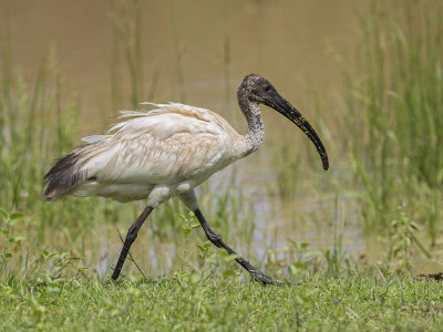 Black-headed Ibis  Sri Lanka