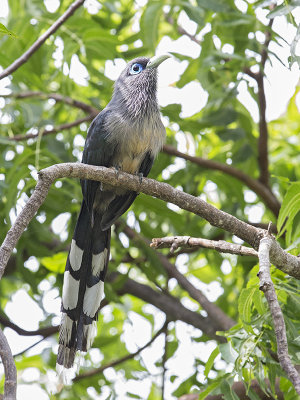 Blue-faced Malkoha     Sri Lanka