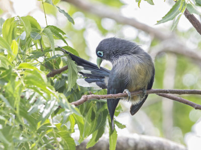 Blue-faced Malkoha     Sri Lanka