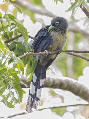 Blue-faced Malkoha     Sri Lanka