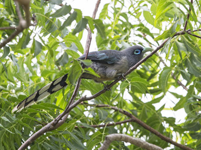 Blue-faced Malkoha     Sri Lanka