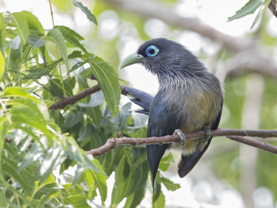 Malkoha,Blue-faced
