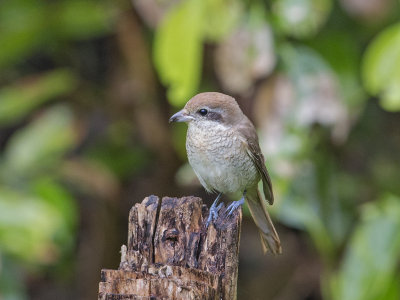 Brown Shrike    Sri Lanka