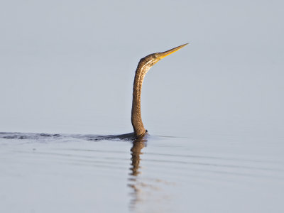 Oriental Darter  Kerala