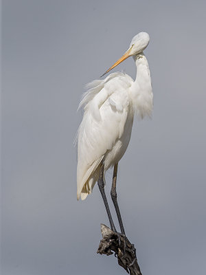 Great Egret     Sri Lanka