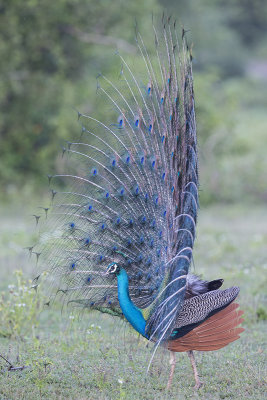 Peafowl,Indian 
