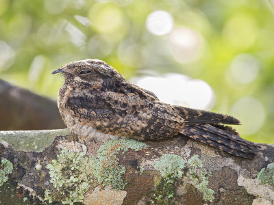 Nightjar,Indian