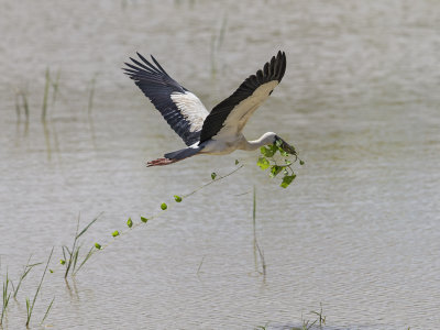 Asian Openbill Stork     Sri Lanka