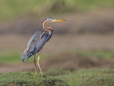 Purple Heron   Sri Lanka 