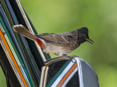 Red-vented Bulbul   Sri Lanka