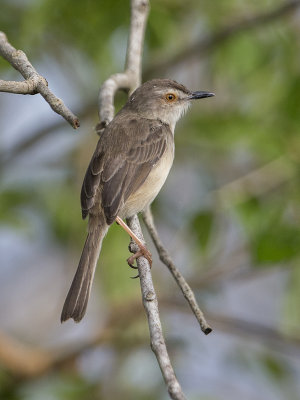 Plain Prinia    Sri Lanka