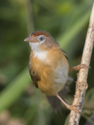 Babbler, Tawny-bellied