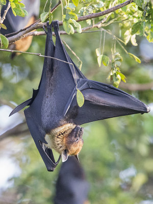 Bat,Indian Flying Fox